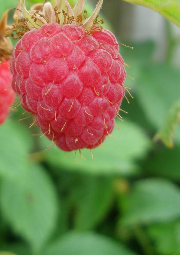 Raspberry